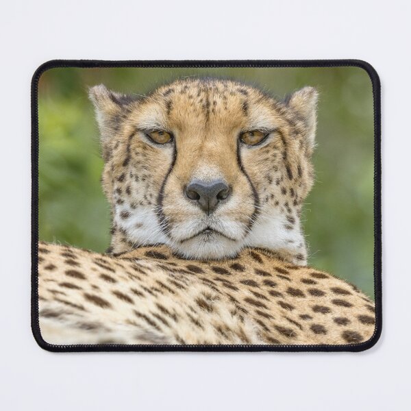 Item preview, A cheetah watches designed and sold by Luke Foster.