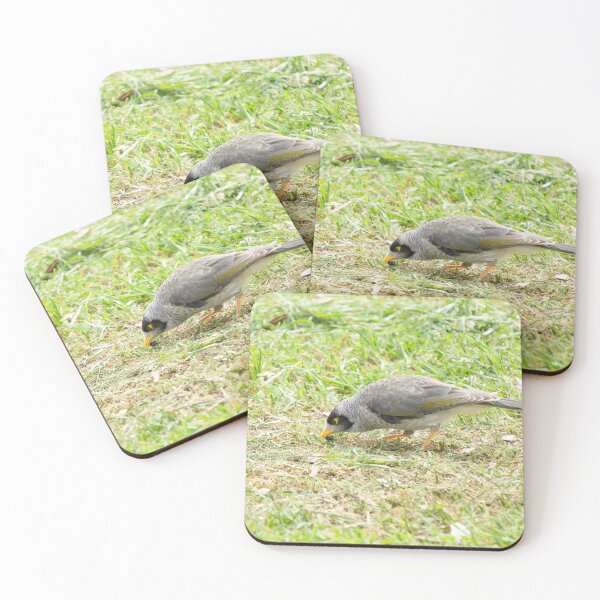 Item preview, Noisy Miner Foraging. Australian Native Honeyeater. designed and sold by Mat Wills Photography.