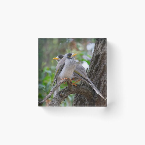 Item preview, Two Noisy Miners Together on Branch. Australian Native Honeyeaters. designed and sold by Mat Wills Photography.