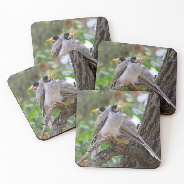 Item preview, Two Noisy Miners Together on Branch. Australian Native Honeyeaters. designed and sold by Mat Wills Photography.