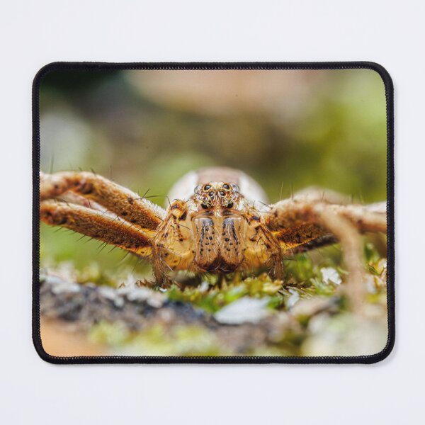 Item preview, Spider Portrait #2- Nursery Web Spider designed and sold by Fultz-Brothers.