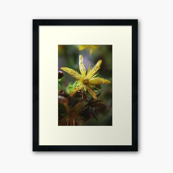Yellow wild (from wild flowers collection) Framed Art Print