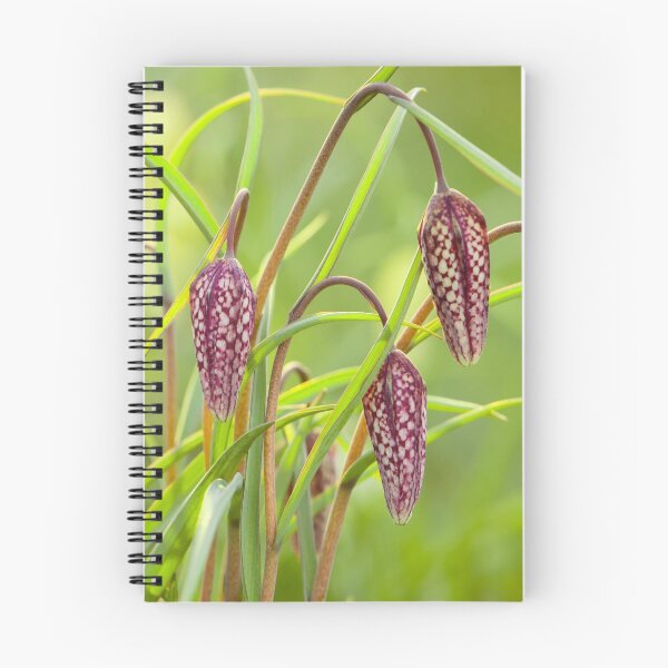 Item preview, Snake's Head Fritillaries designed and sold by leebeelphoto.