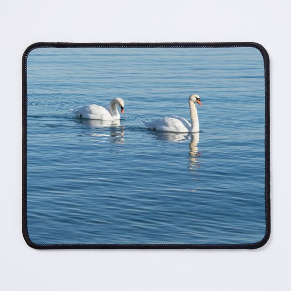 Item preview, Swan Couple Gracefully Gliding on Calm Blue Water designed and sold by Georgia Mizuleva.