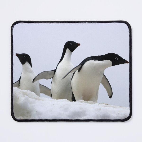 Item preview, Three Adélie Penguins designed and sold by Proud & Pretty Wildlife Photography.