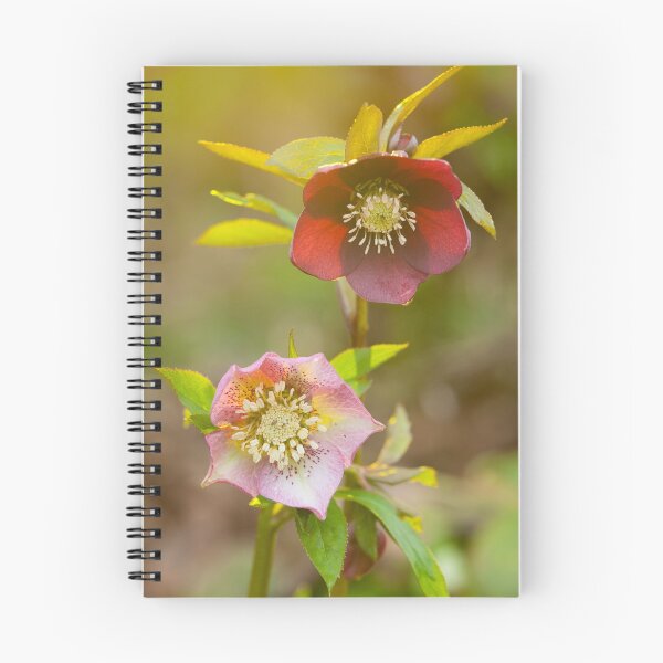 Item preview, Hellebores designed and sold by leebeelphoto.