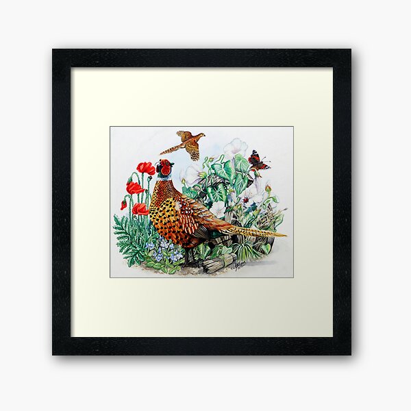 Pheasant Framed Art Print