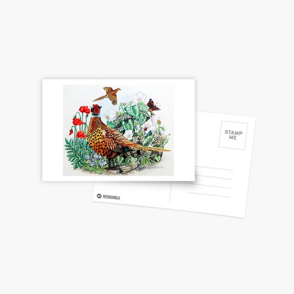 Pheasant Postcard