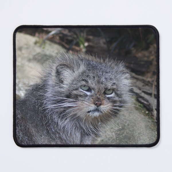 Item preview, Grumpy Cat  designed and sold by naturaltiger.
