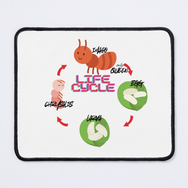 Item preview, FanAnt Ant Life Cycle  designed and sold by Ant Category.