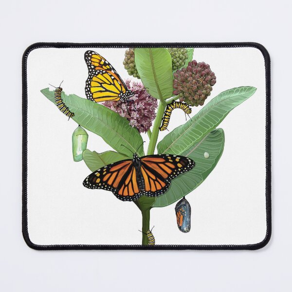 Item preview, Monarch Lifecycle Egg Caterpillar Chrysalis Butterfly on Milkweed designed and sold by Carleah Unique.