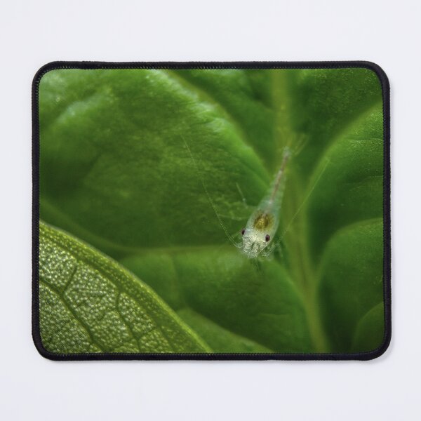 Item preview, The Savior Shrimp (Not AI or Photoshop, but a real photograph) designed and sold by Cassandra Tiensivu.