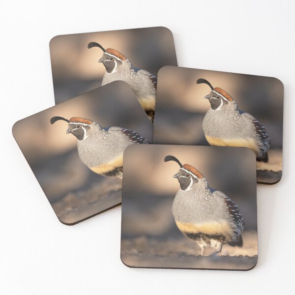 Item preview, Gambel quail in the morning light designed and sold by NaturfotoEdel.