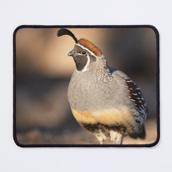 Item preview, Gambel quail in the morning light designed and sold by NaturfotoEdel.