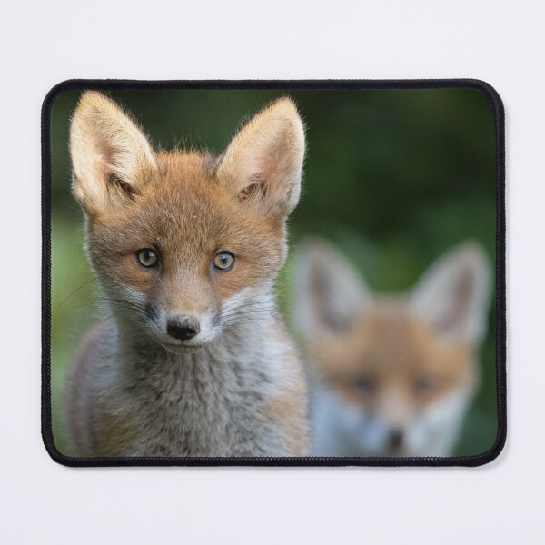 Item preview, Young red foxes in portrait designed and sold by NaturfotoEdel.