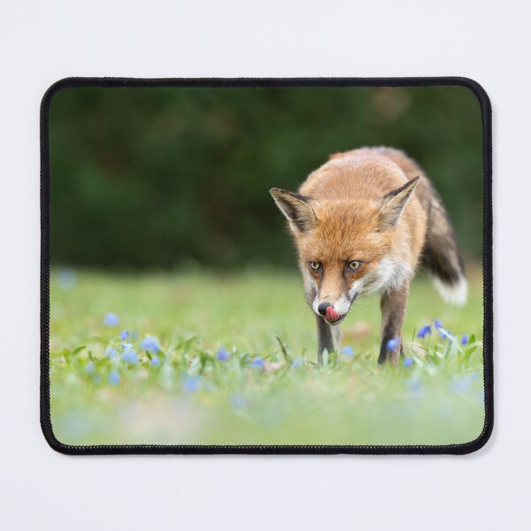 Item preview, "Red fox with tongue hanging out in a flower meadow" designed and sold by NaturfotoEdel.