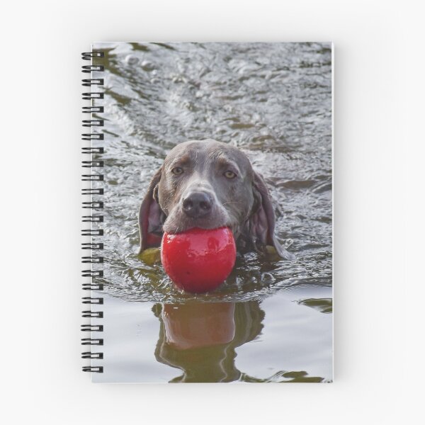 Artikelvorschau, Hund mit rotem Ball im Wasser entworfen und verkauft von StylishDecor.