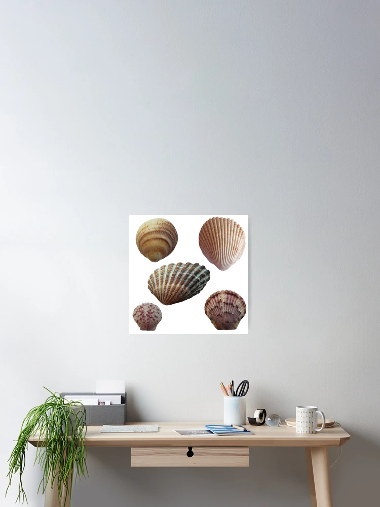 Thumbnail 2 of 3, Poster, Seashells designed and sold by Rachel the Artist .