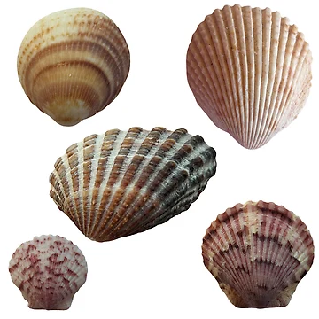 Artwork thumbnail, Seashells  by Rachel the Artist 