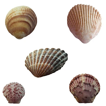 Artwork thumbnail, Seashells by Rachel the Artist