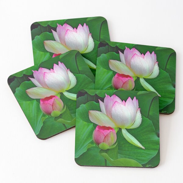 Item preview, Water Lilies and Lotuse designed and sold by DBM Photo Gallery 1.
