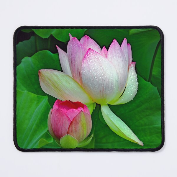 Item preview, Water Lilies and Lotuse designed and sold by DBM Photo Gallery 1.