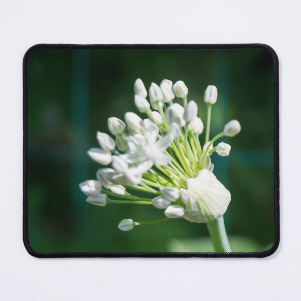 Item preview, Naples garlic or ornamental onion designed and sold by ROSE ANN BANILAR.