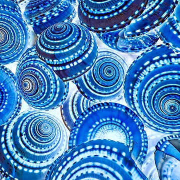 Artwork thumbnail, Retro Blue Shell Pattern by aadventures