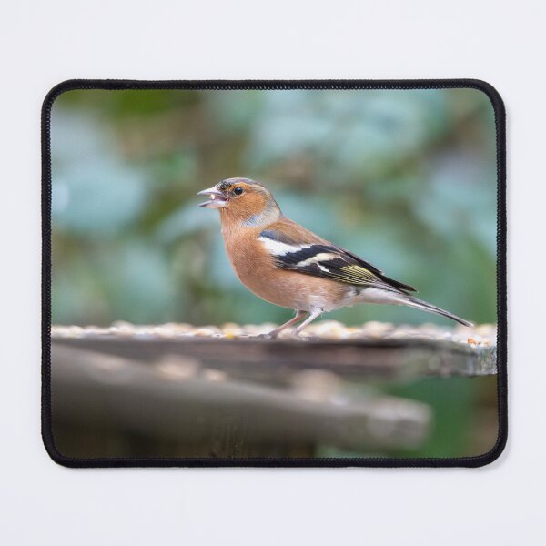 Item preview, Eurasian chaffinch (Fringilla coelebs) designed and sold by Stephen Jarman.
