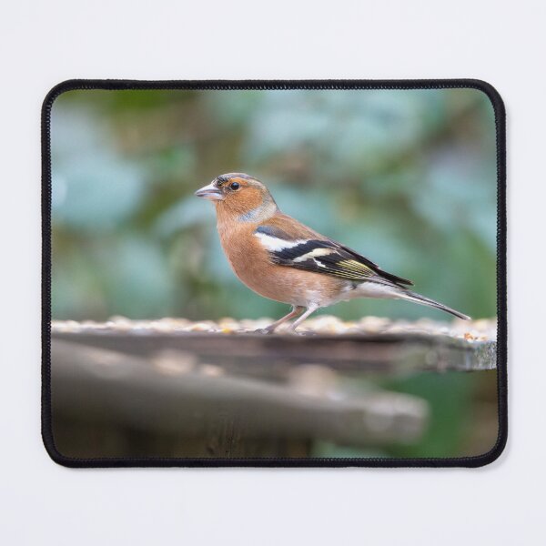 Item preview, Eurasian chaffinch (Fringilla coelebs) designed and sold by Stephen Jarman.