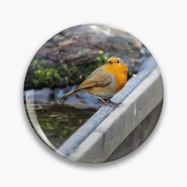 Item preview, Robin on bath  designed and sold by Stephen Jarman.