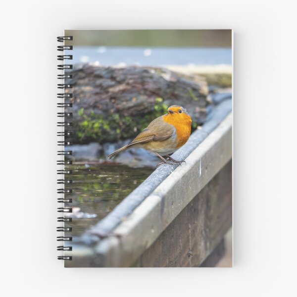 Item preview, Robin on bath  designed and sold by Stephen Jarman.