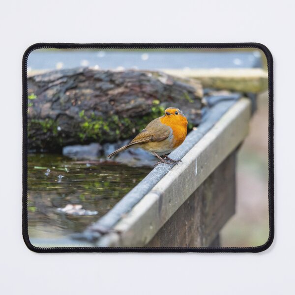 Item preview, Robin on bath  designed and sold by Stephen Jarman.