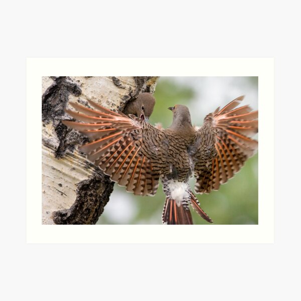 Flicker Breakfast On The Way, with Flare Art Print