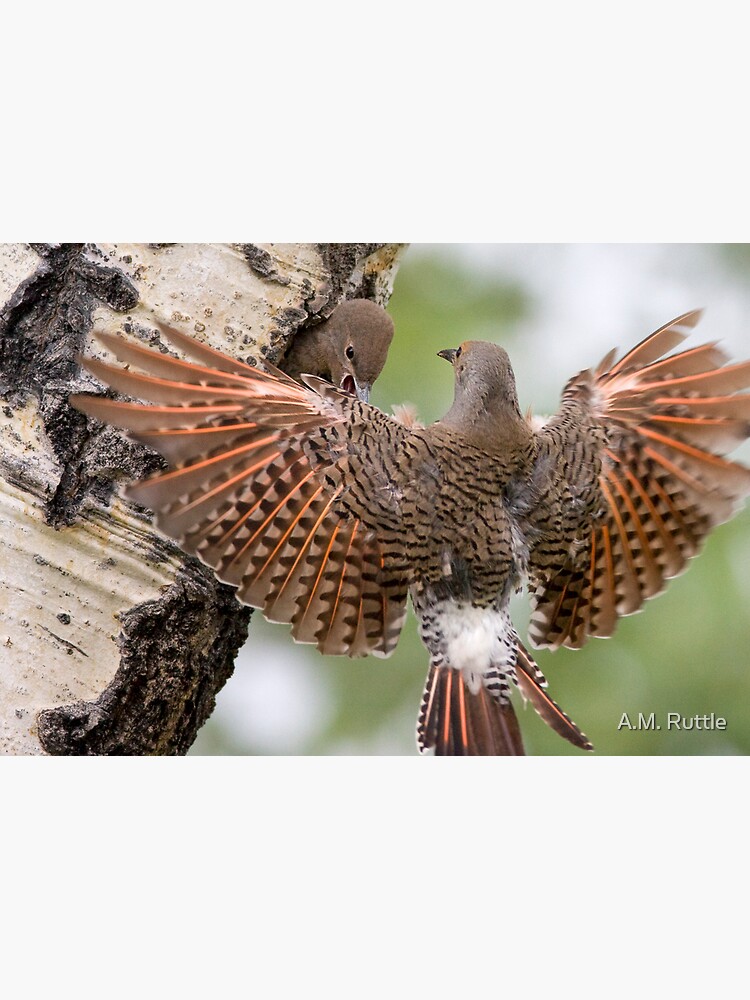 Flicker Breakfast On The Way, with Flare by annruttle