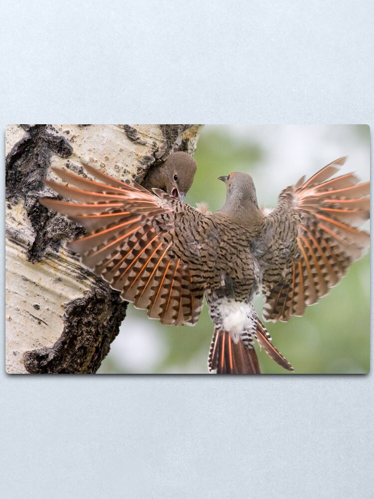 Alternate view of Flicker Breakfast On The Way, with Flare Metal Print