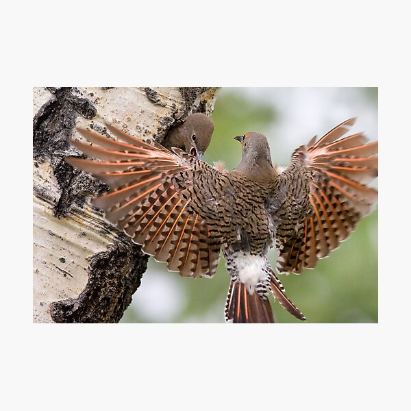 Flicker Breakfast On The Way, with Flare Photographic Print