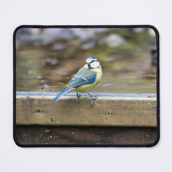 Item preview, Eurasian blue tit (Cyanistes caeruleus) designed and sold by Stephen Jarman.