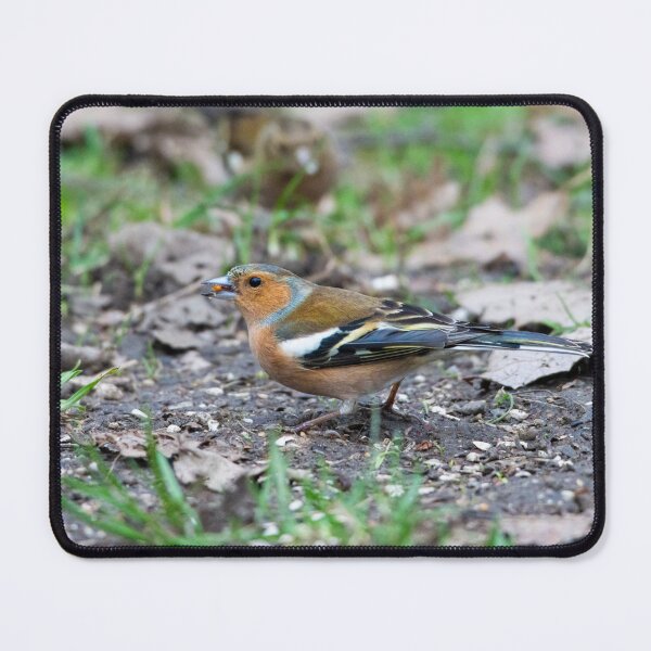 Item preview, Male eurasian chaffinch (Fringilla coelebs) designed and sold by Stephen Jarman.