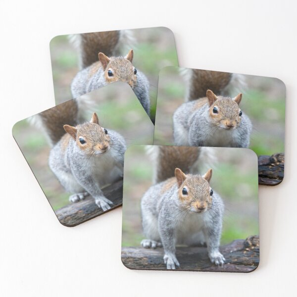 Item preview, Eastern grey squirrel (Sciurus carolinensis) designed and sold by Stephen Jarman.