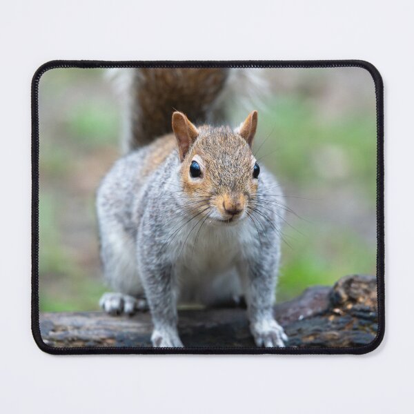 Item preview, Eastern grey squirrel (Sciurus carolinensis) designed and sold by Stephen Jarman.