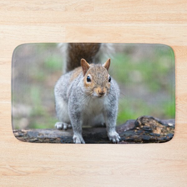 Item preview, Eastern grey squirrel (Sciurus carolinensis) designed and sold by Stephen Jarman.