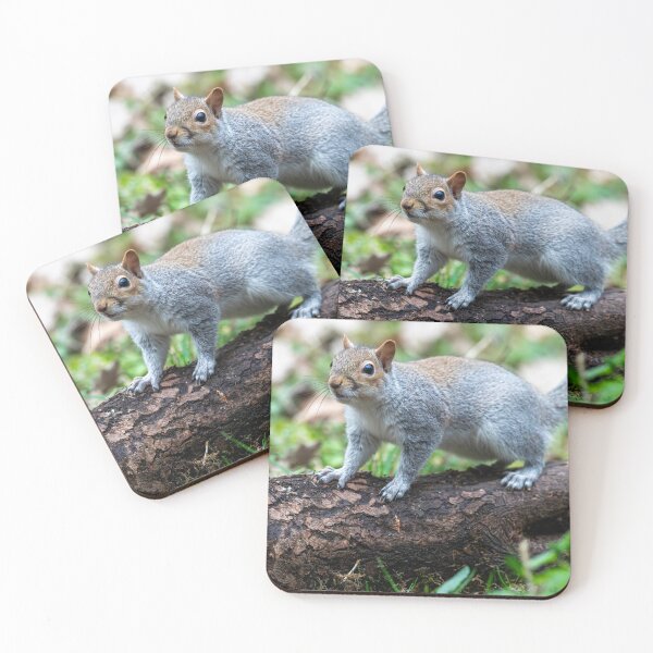 Item preview, Eastern grey squirrel (Sciurus carolinensis) designed and sold by Stephen Jarman.