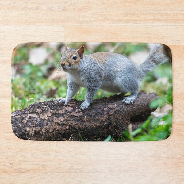 Item preview, Eastern grey squirrel (Sciurus carolinensis) designed and sold by Stephen Jarman.