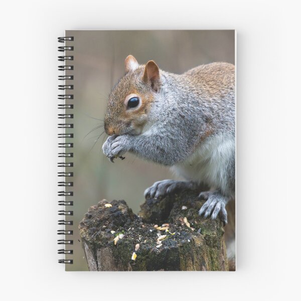 Item preview, Eastern grey squirrel (Sciurus carolinensis)  designed and sold by Stephen Jarman.