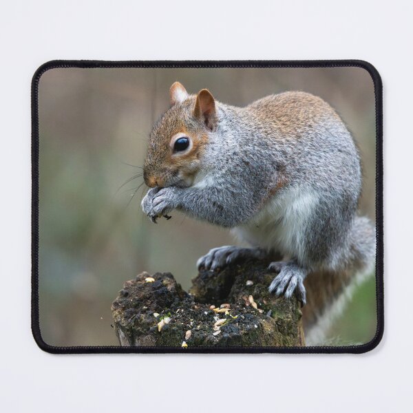 Item preview, Eastern grey squirrel (Sciurus carolinensis)  designed and sold by Stephen Jarman.