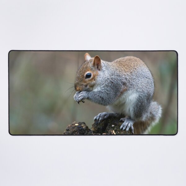 Item preview, Eastern grey squirrel (Sciurus carolinensis)  designed and sold by Stephen Jarman.