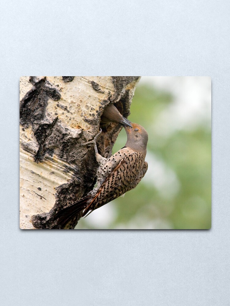 Alternate view of Flicker Breakfast On The Way, Gulping Metal Print