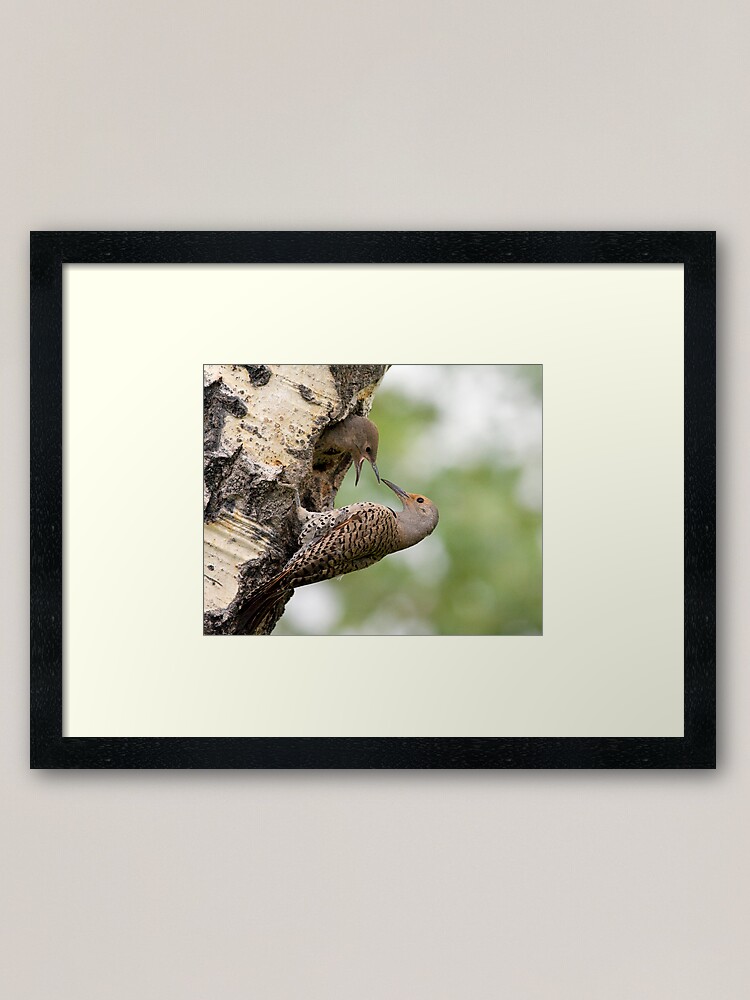 Alternate view of Flicker Breakfast On The Way, Can Almost Taste It Framed Art Print