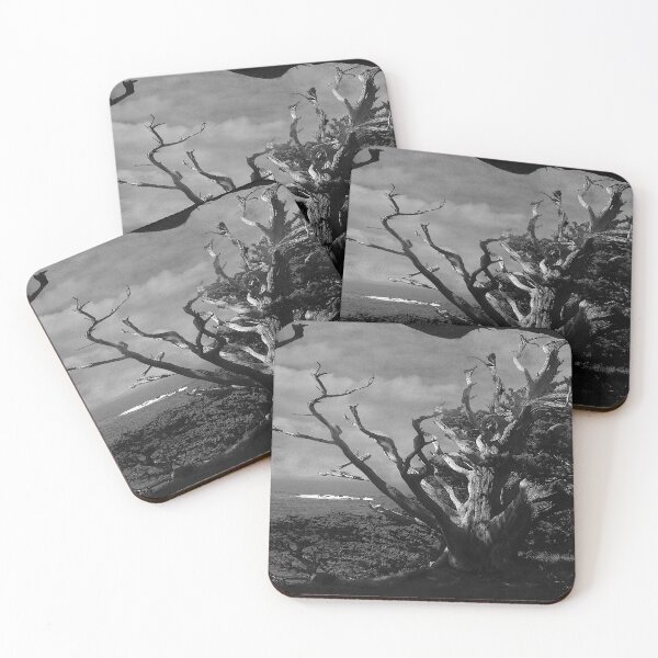 Item preview, Point Lobos Cypress Monochrome designed and sold by Wayne King.